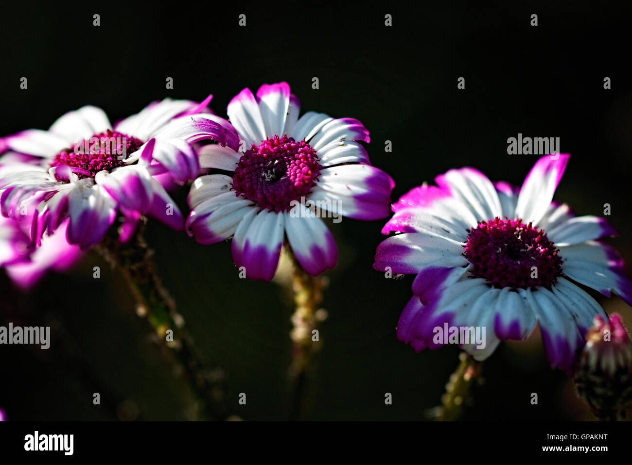 Purple and white flower with petals Stock Photo Alamy