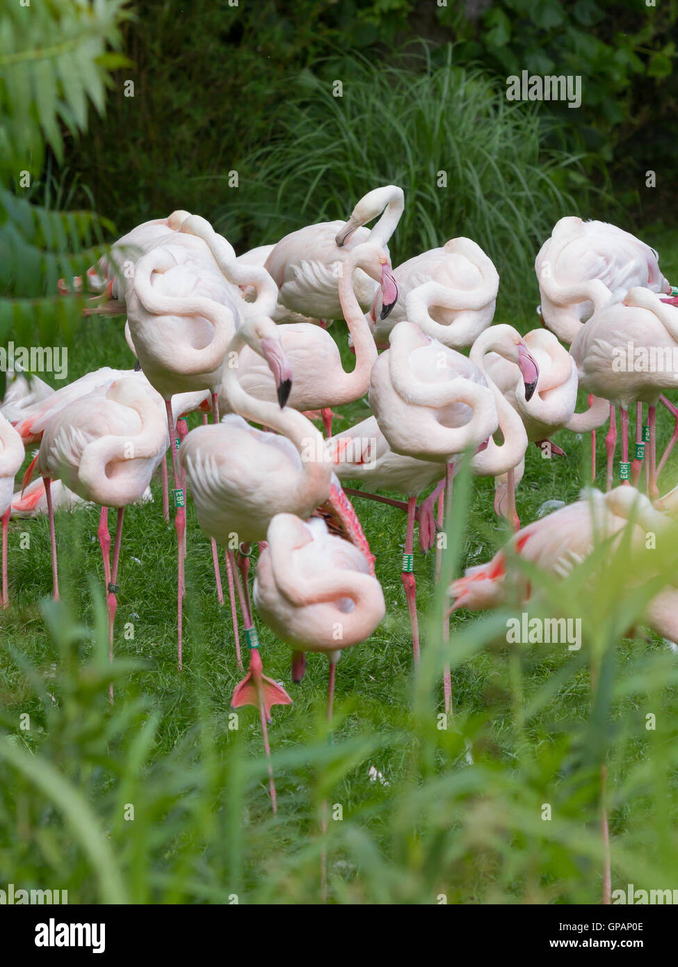 Group of Flamingos Stock Photo - Alamy