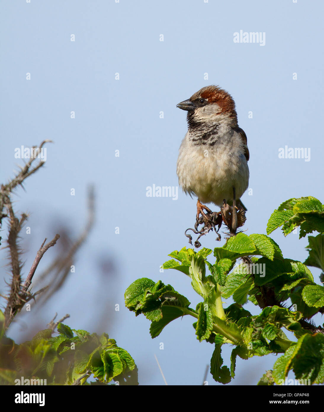 Sparrow stock photo and image hi-res stock photography and images - Alamy