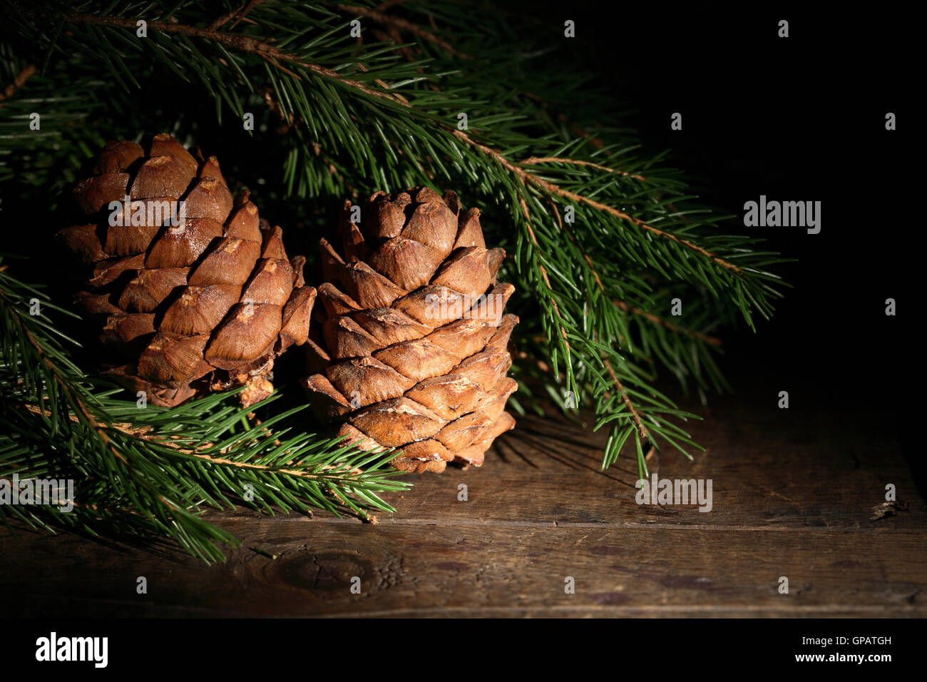 Cedar Cones Stock Photo