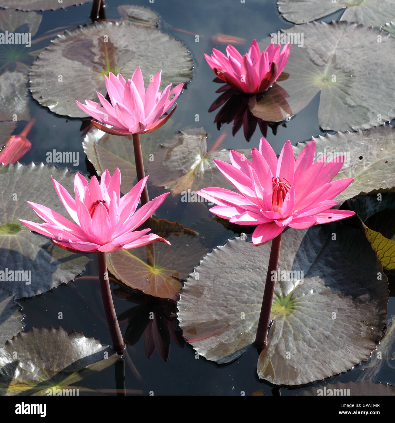 Water lily lotus flower and leaves Stock Photo - Alamy