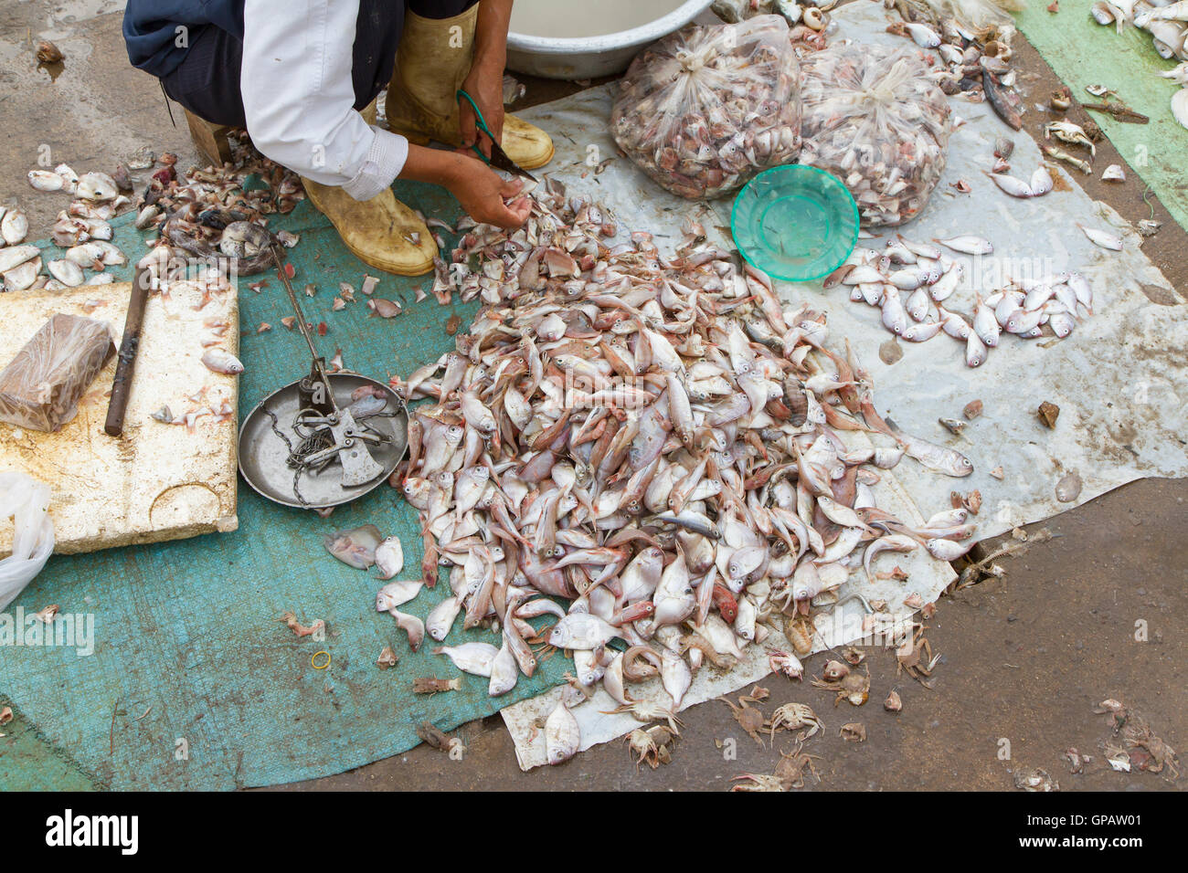 Freshly catch fish on a market Stock Photo Alamy