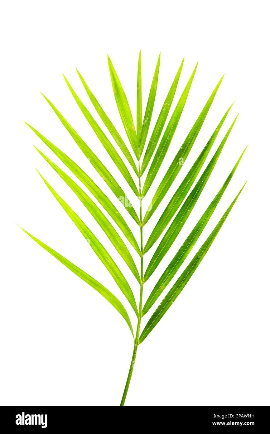 Green screen palm tree hi-res stock photography and images - Alamy