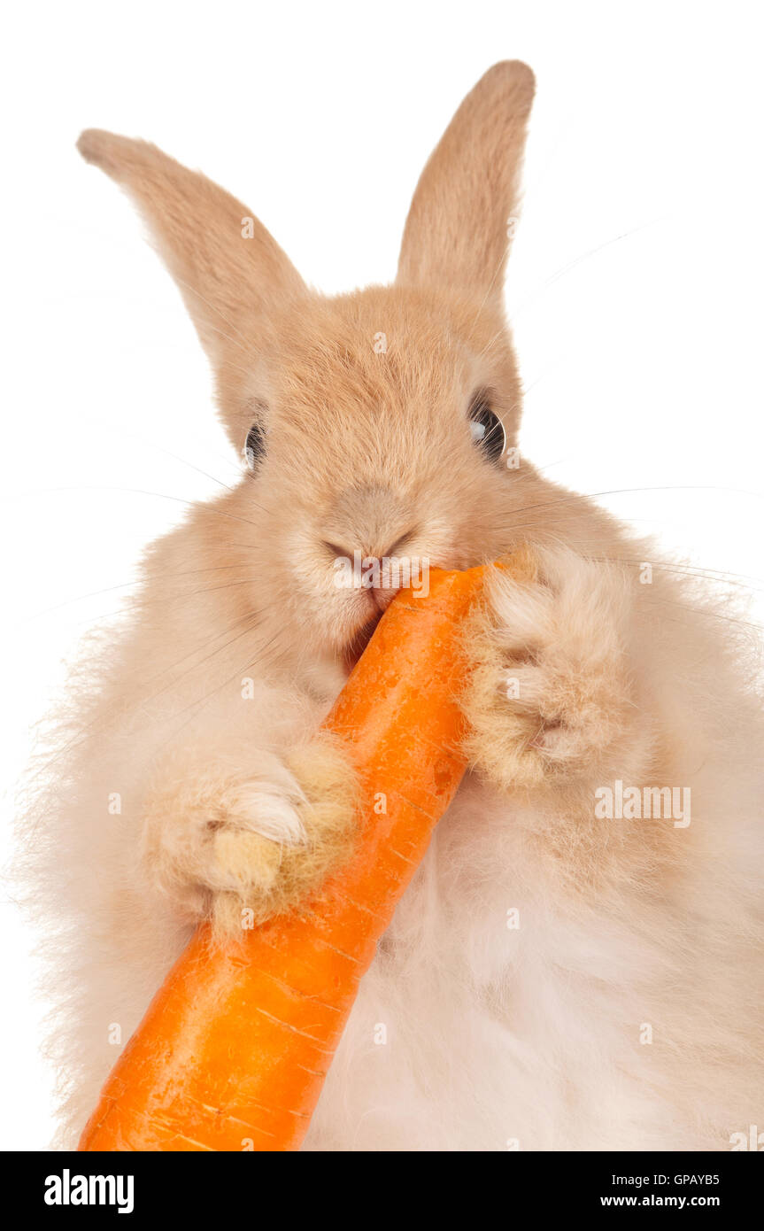 Bunny carrot cut out hi res stock photography and images Alamy