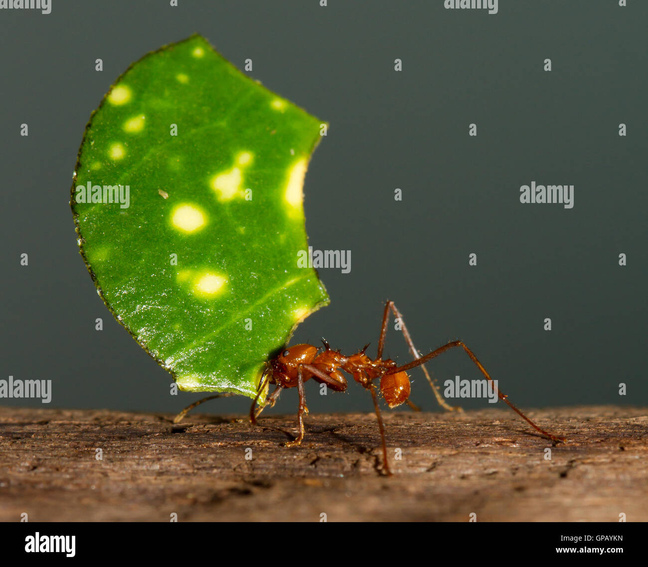A leaf cutter ant Stock Photo Alamy