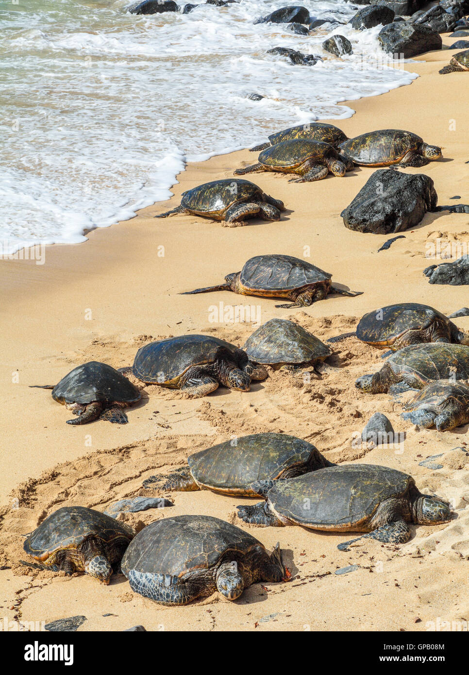 Hawaiian green sea turtles rest at Hookipa Beach on Maui Stock Photo