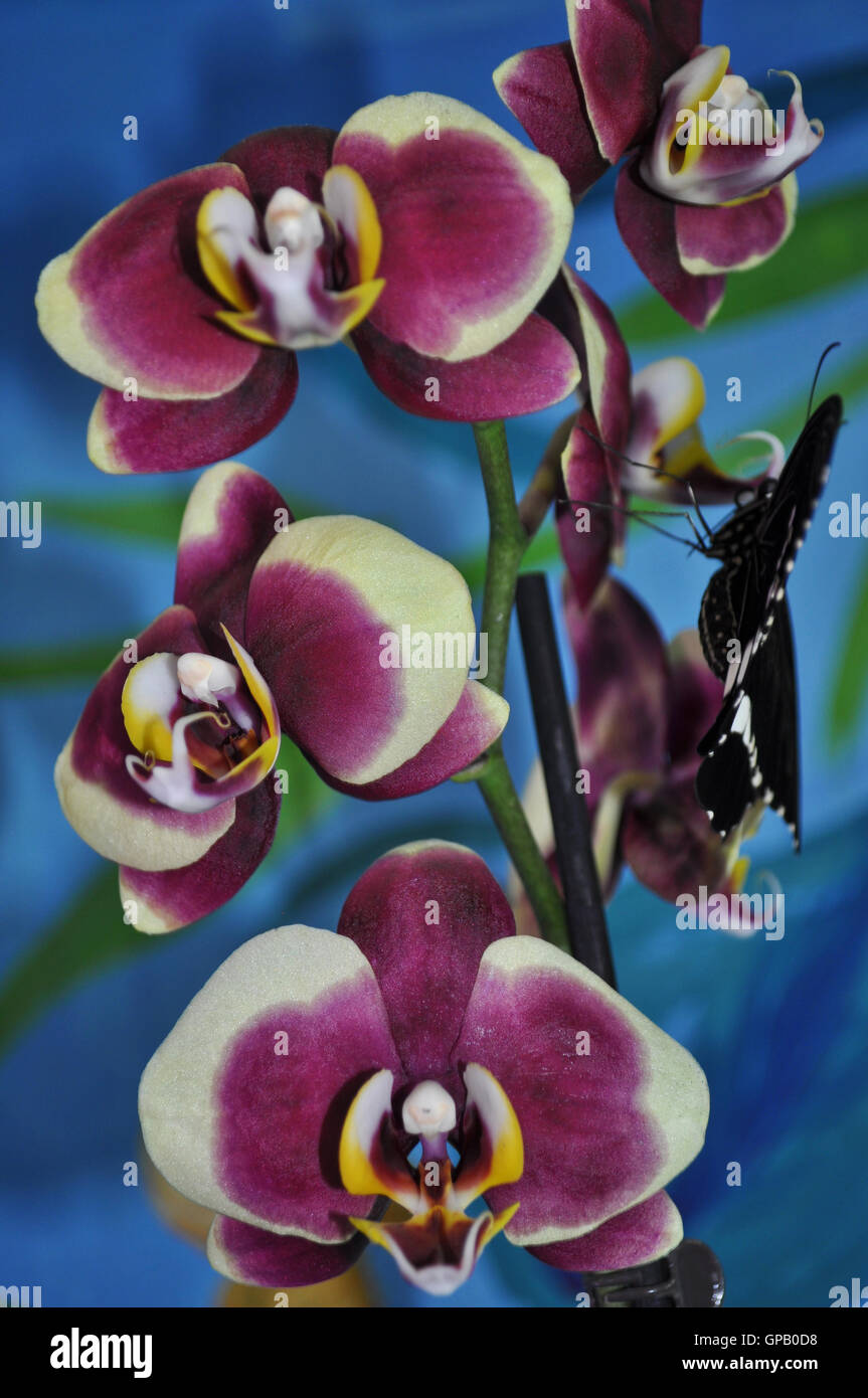branch of blossoming purple orchid, sitting on a branch black butterfly Stock Photo