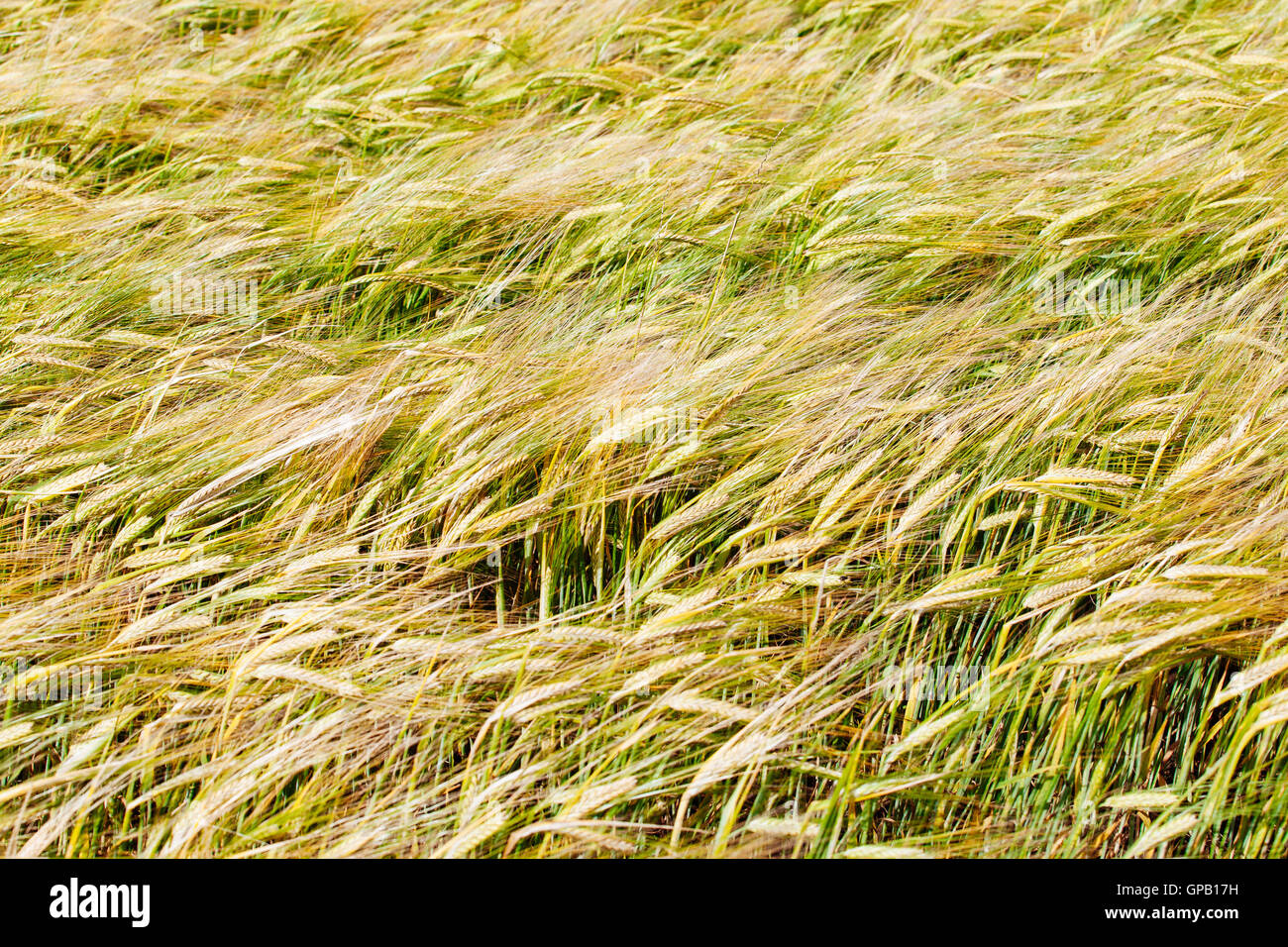 Wheat crop blowing in the wind. Stock Photo