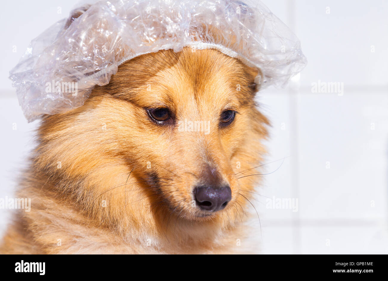shetland sheepdog under shower Stock Photo Alamy