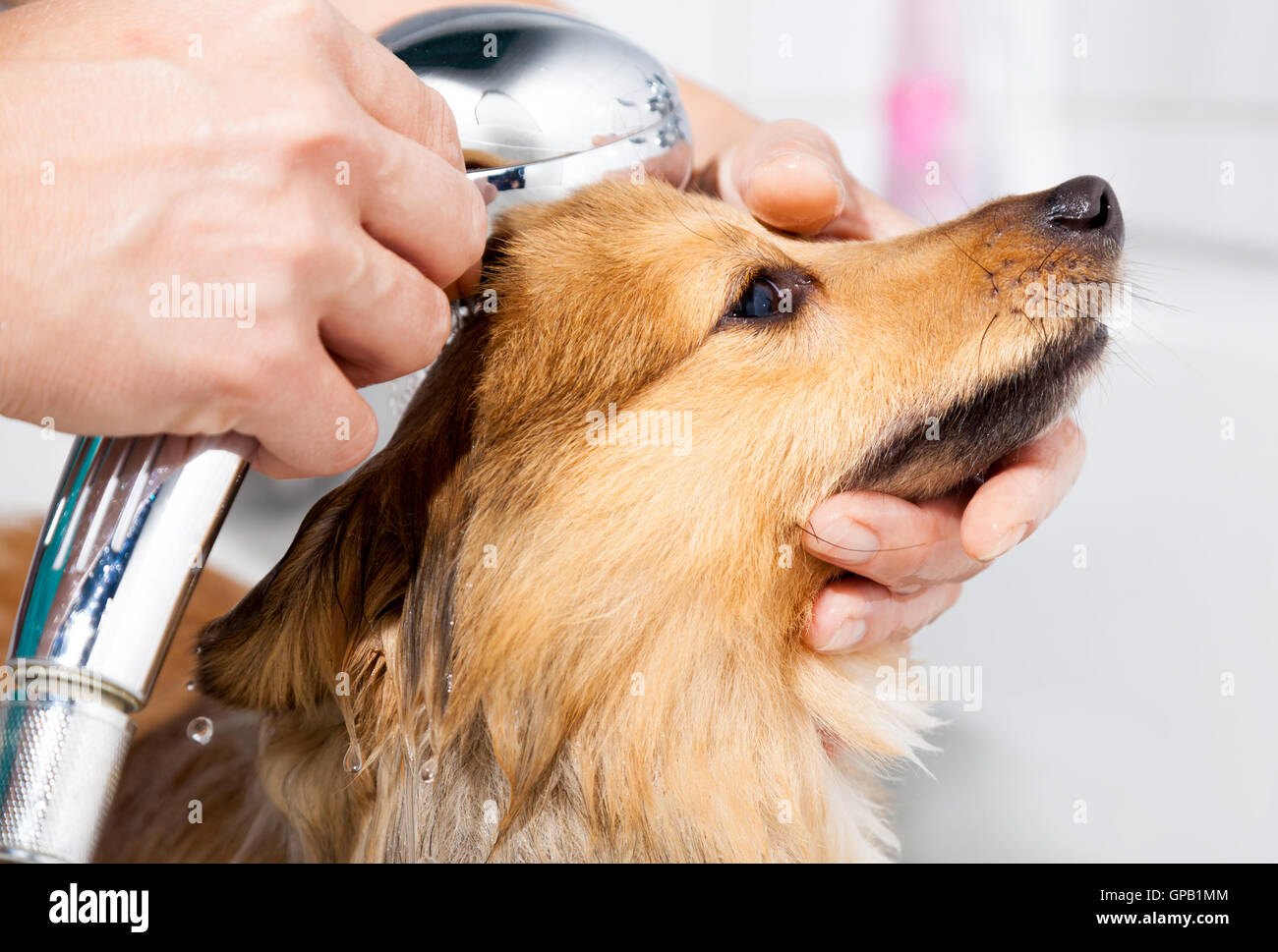 shetland sheepdog under shower Stock Photo Alamy
