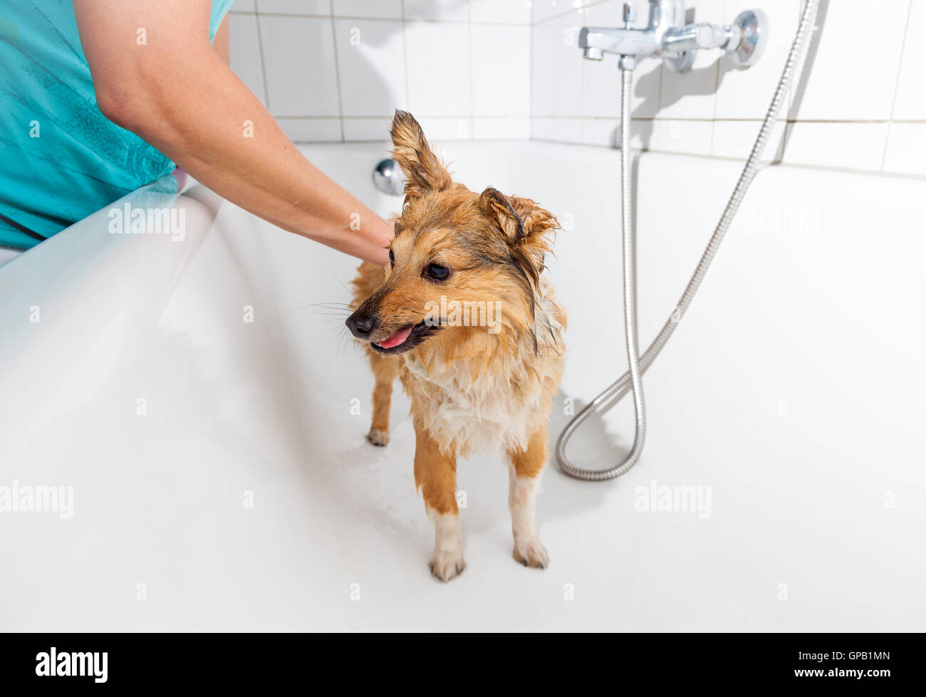 shetland sheepdog under shower Stock Photo Alamy