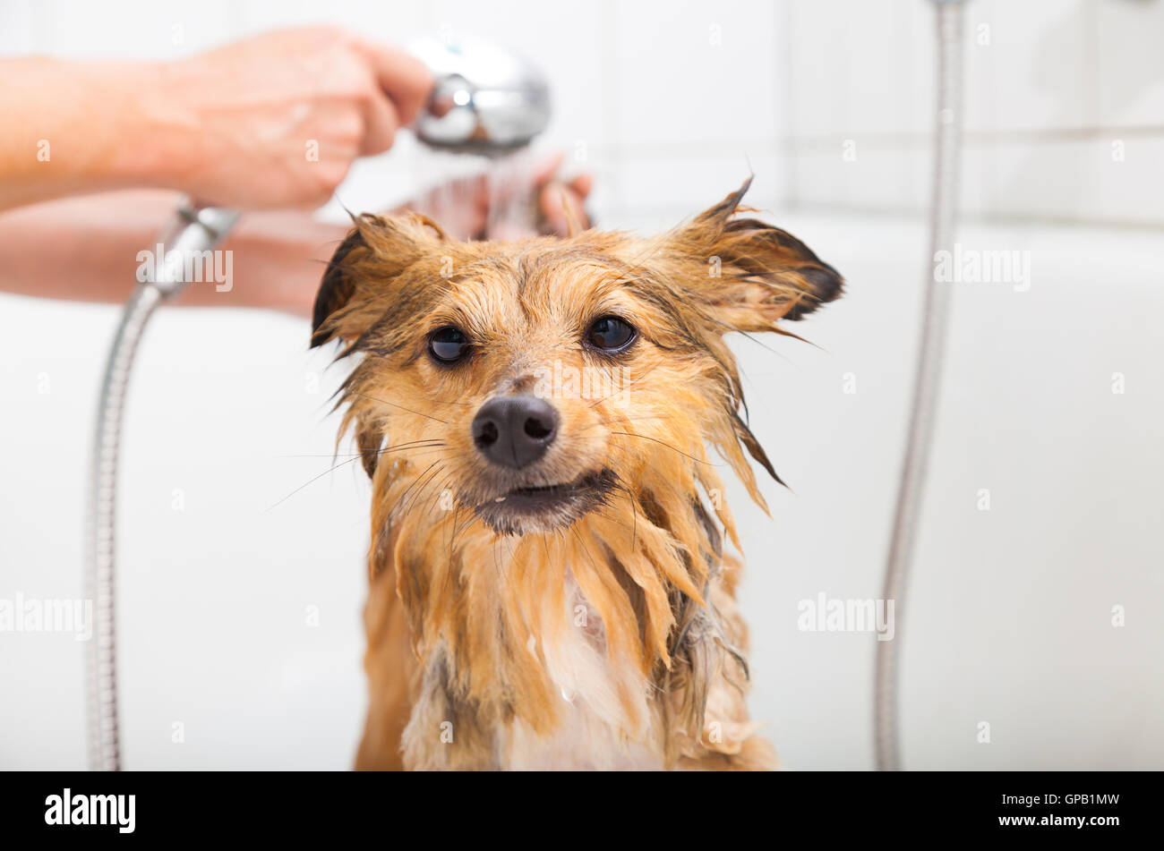 shetland sheepdog under shower Stock Photo Alamy