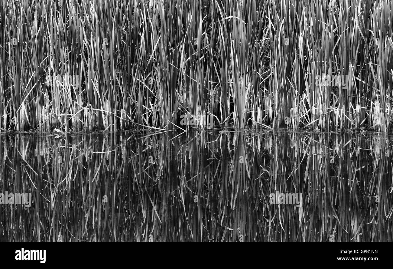 Tall weeds reflection in the water Stock Photo - Alamy