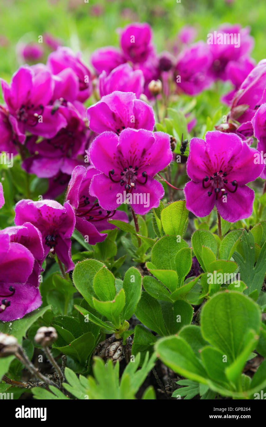 Flora of Kamchatka Peninsula: beauty purple flowers Rhododendron  camtschaticum. Eurasia, Russian Far East, Kamchatka Region Stock Photo -  Alamy