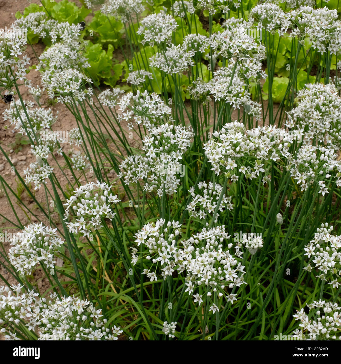 Flowers of fragrantflowered garlic or Chinese chives Stock Photo Alamy