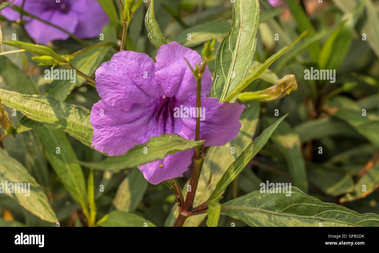 Single of fresh purple ruellias flower in the garden Stock Photo
