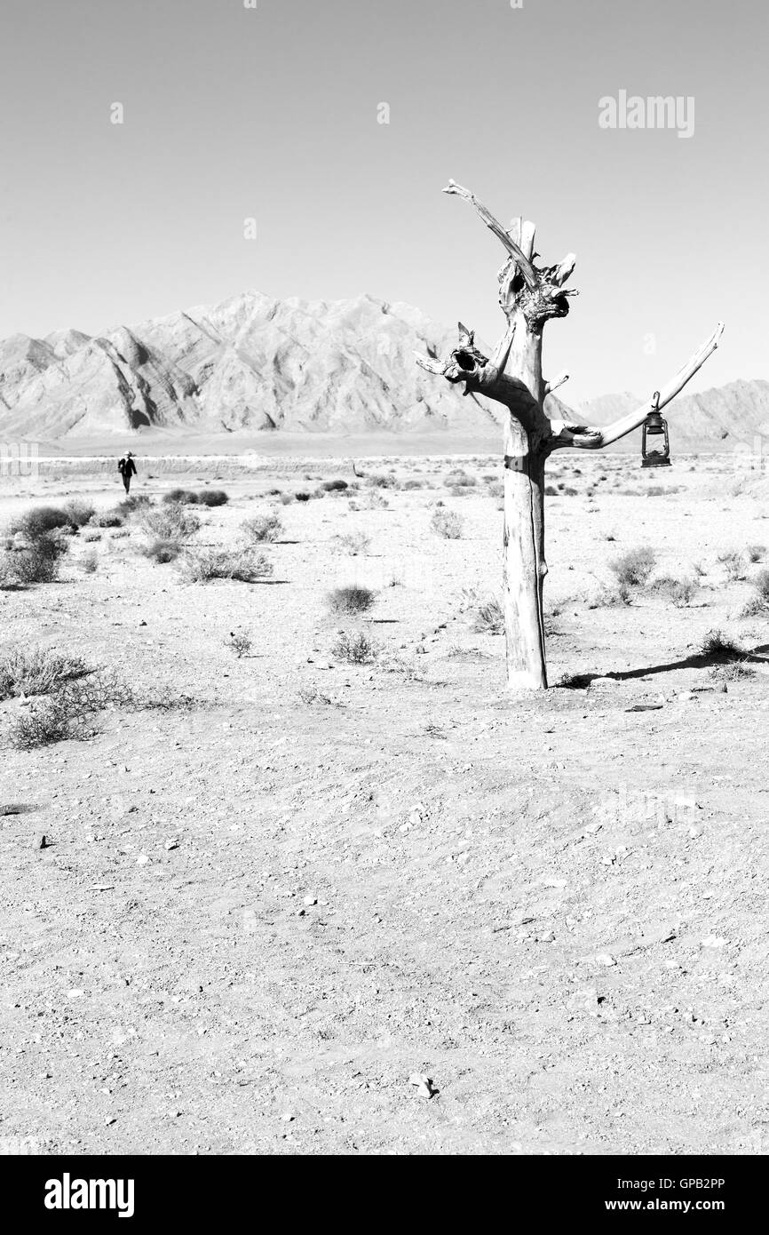 in iran blur old dead tree in the empty desert of persia lamp oil on branch Stock Photo