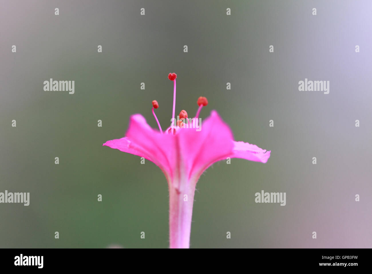 Pink Color, Flower, Single Object, Nature, Horizontal, macro Stock Photo