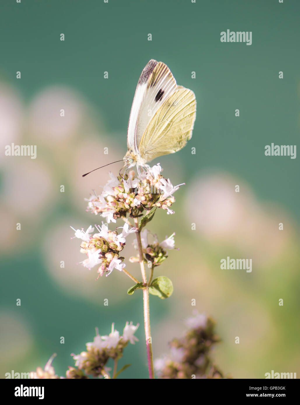 Closeup of a white cabbage butterfly on a flower Stock Photo