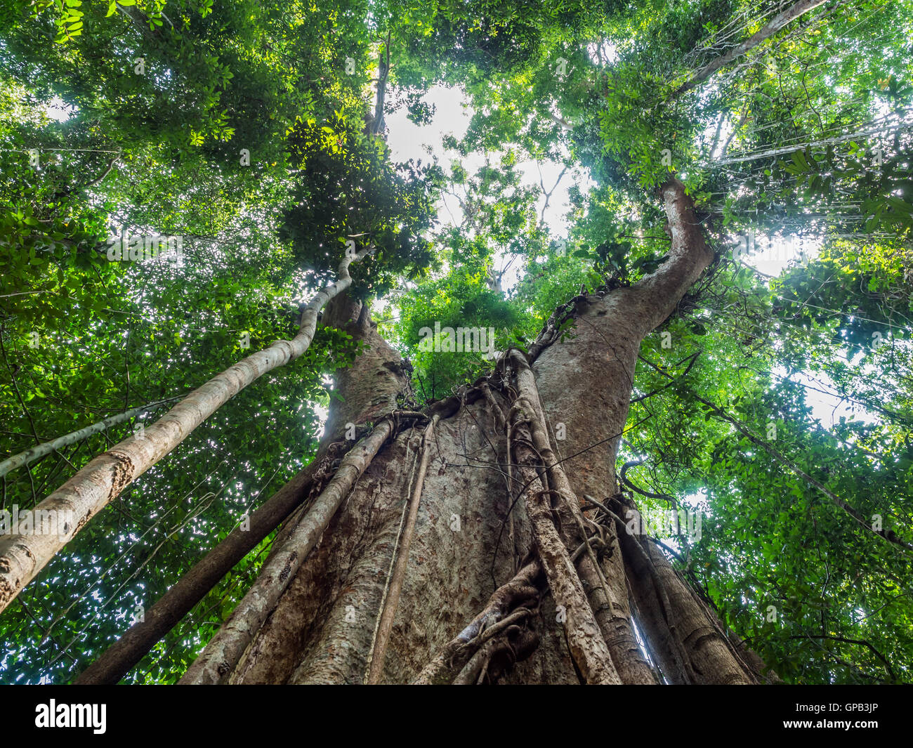 Old giant rain tree in Koh Kood, Trat, Thailand Stock Photo - Alamy