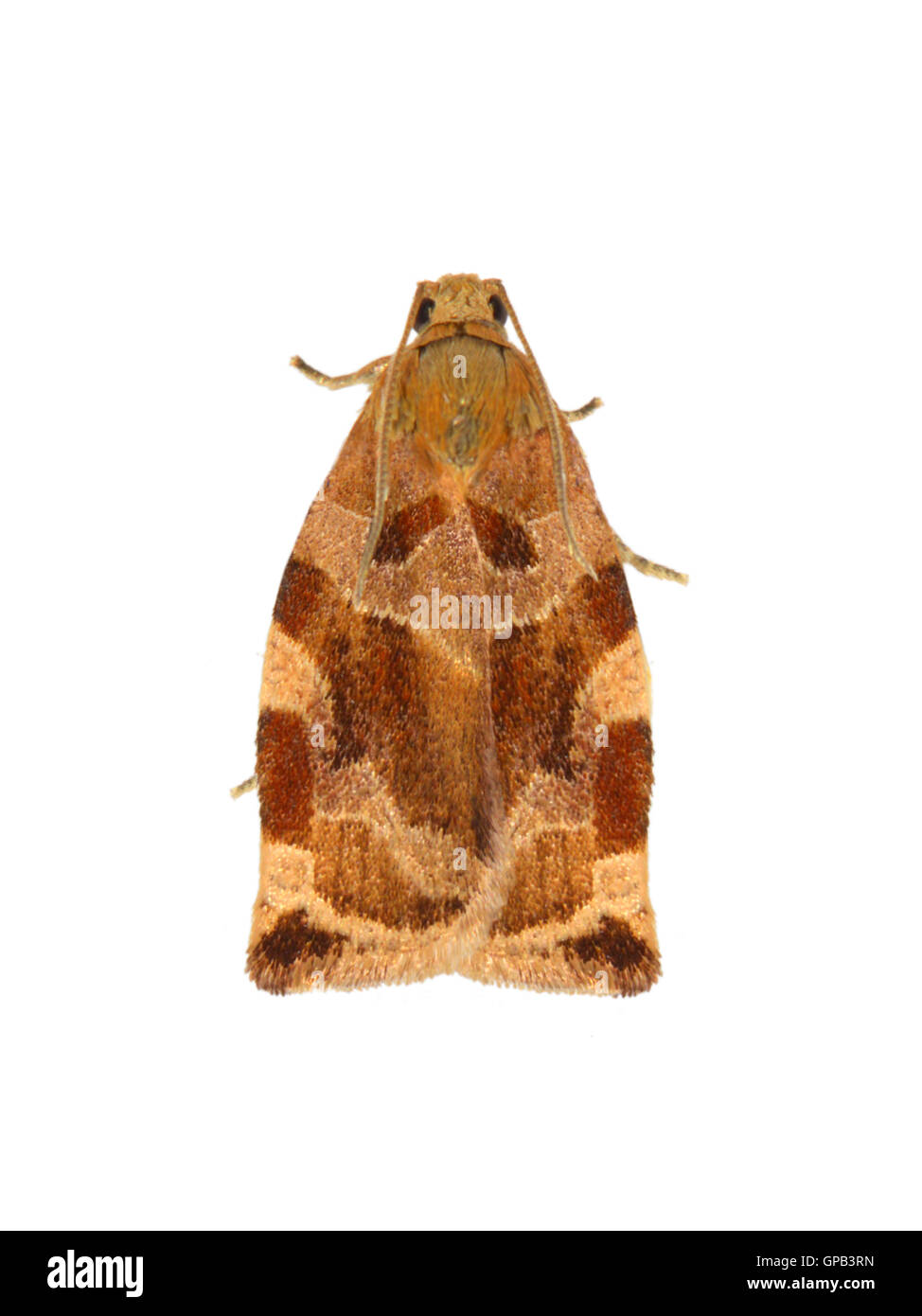 49.015 (0980) Variegated Golden Tortrix - Archips xylosteana Stock Photo