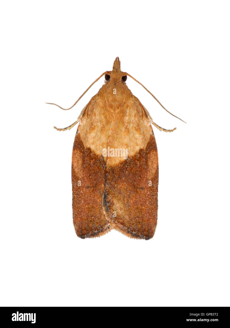 Epiphyas fruit moths in Western Australia – light brown apple moth