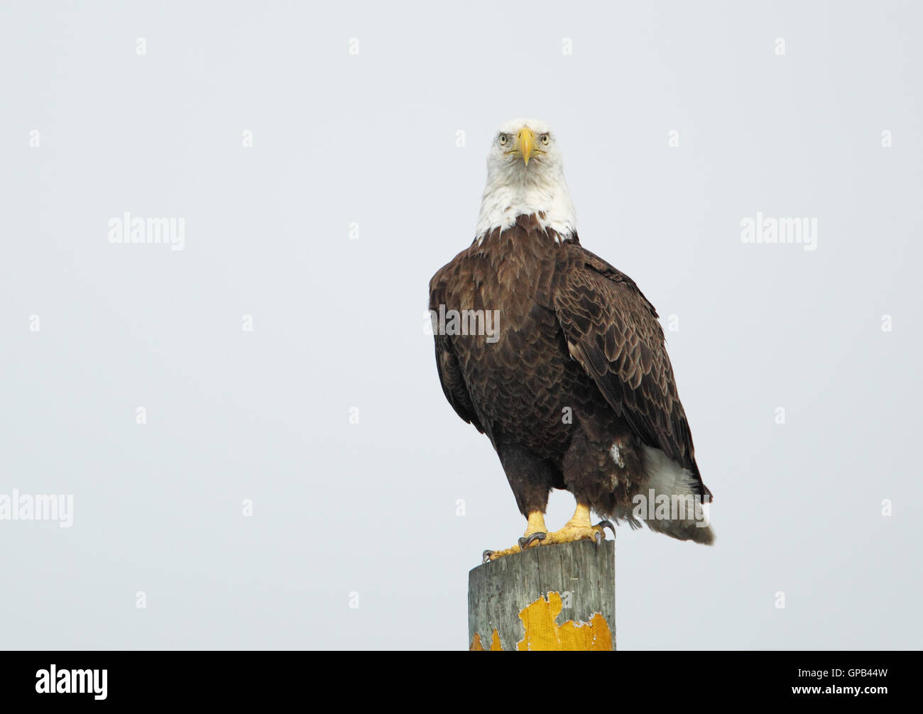 Bald Eagle (Haliaeetus leucocephalus) sitting on post looking straight