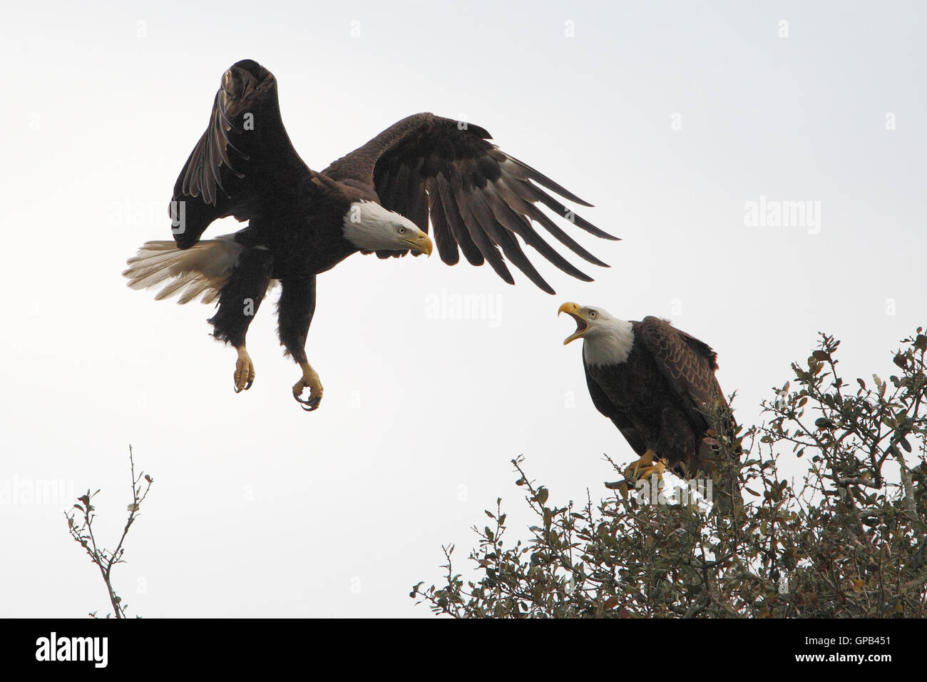 Bald Eagle (Haliaeetus leucocephalus) pair screaming in tree top, Kissimmee, Florida, USA Stock Photo