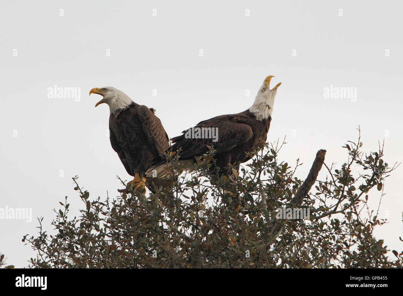 Bald Eagle (Haliaeetus leucocephalus) pair screaming in tree top, Kissimmee, Florida, USA Stock Photo