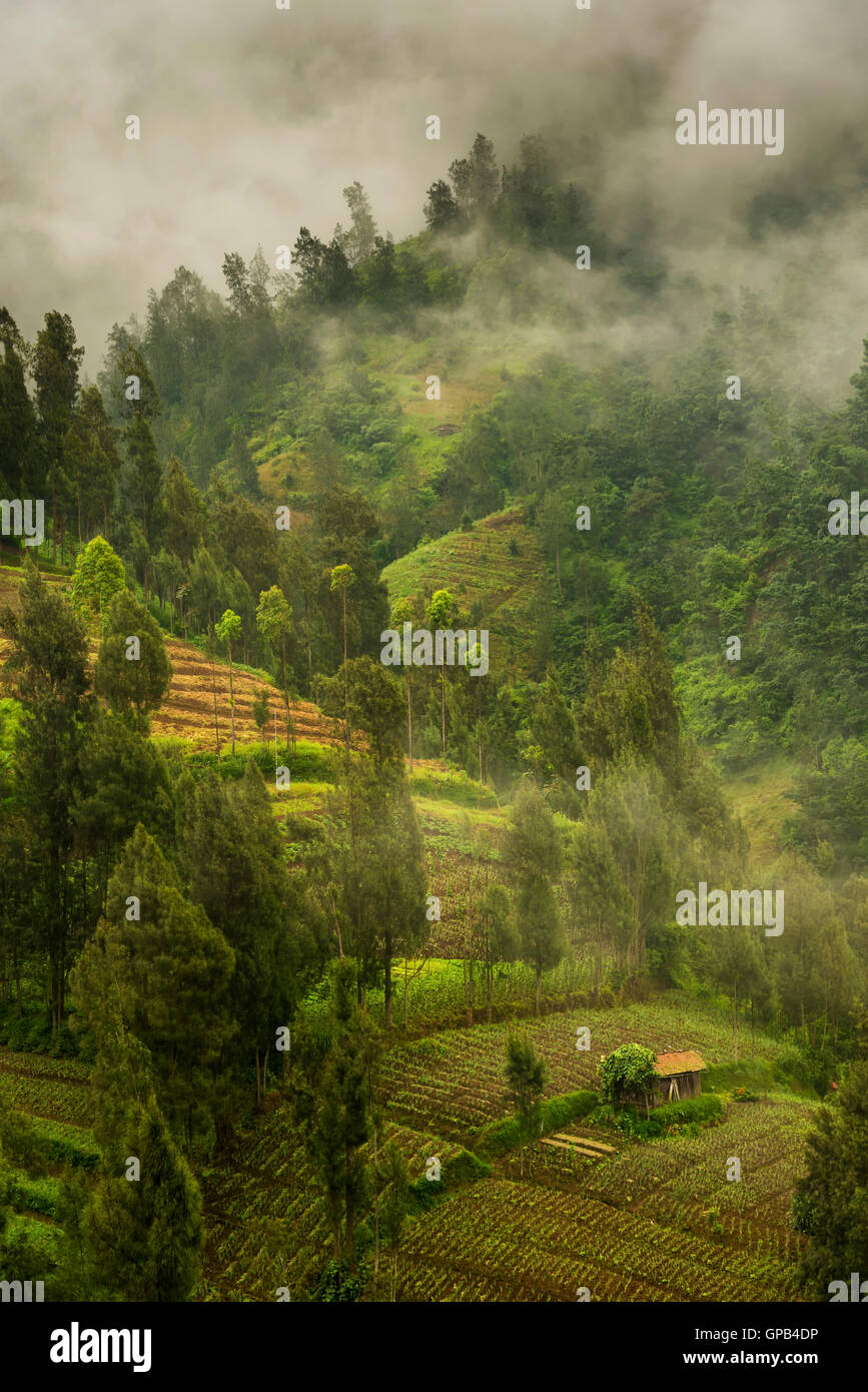 Foggy morning at the agricultural slopes of Bromo volcano, Java, Indonesia Stock Photo