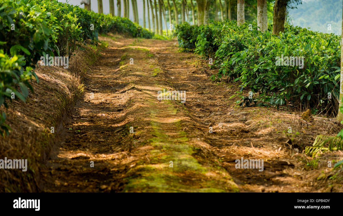 Pathway under the trees in the tea plantation Stock Photo