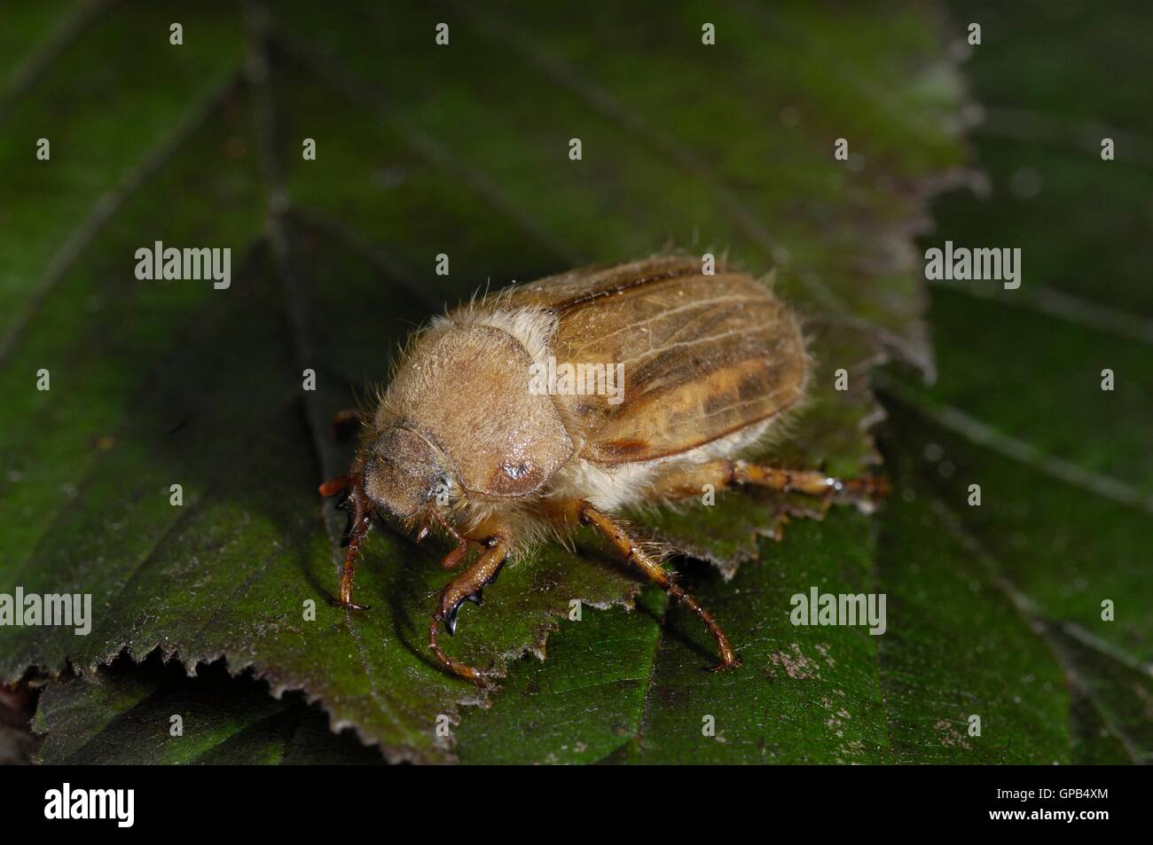European June beetle - Summer chafer (Amphimallon solstitialis - Rhizotrogus solstitiale) on a leaf at spring Stock Photo