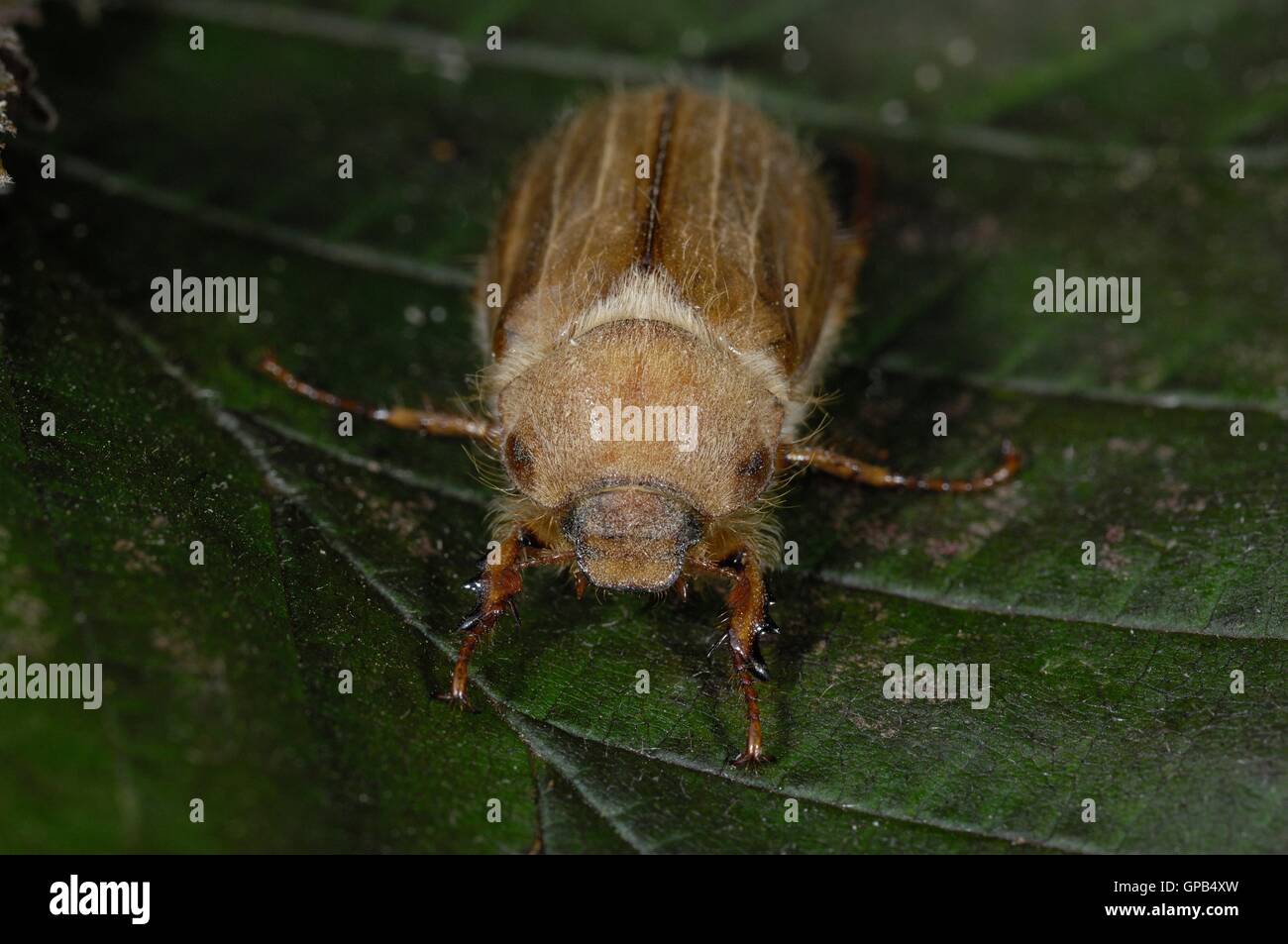 European June beetle - Summer chafer (Amphimallon solstitialis - Rhizotrogus solstitiale) on a leaf at spring Stock Photo