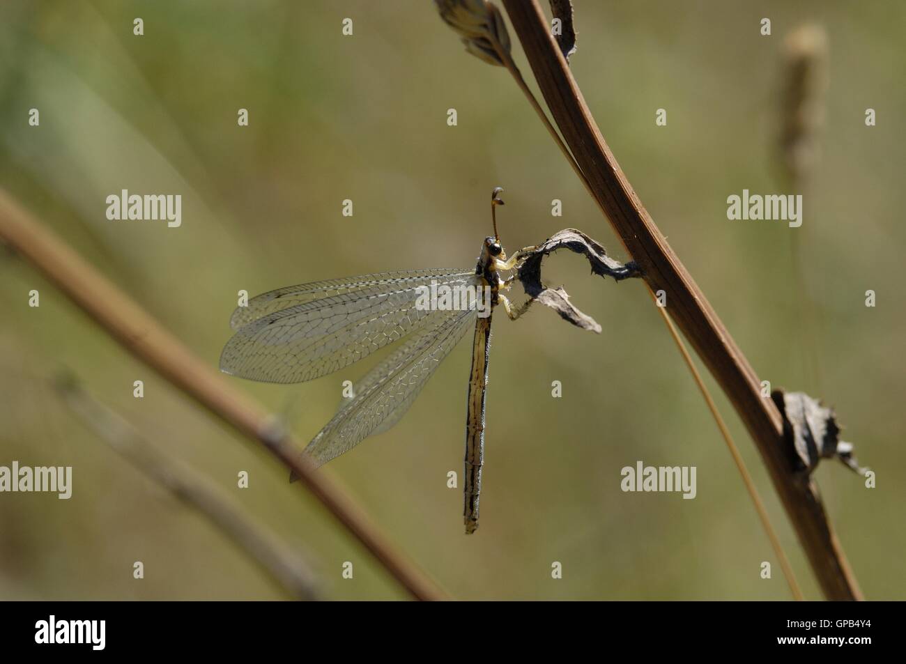 Antlion (Distoleon tetragrammicus) on stem in summer Vaucluse - Provence - France Stock Photo
