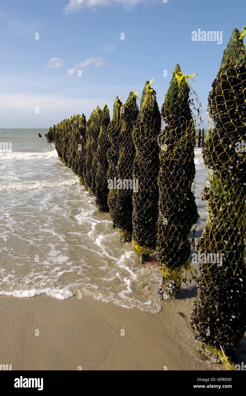 Common Mussel Blue Mussel (Mytilus edulis) Mussel farm at ebbtide on