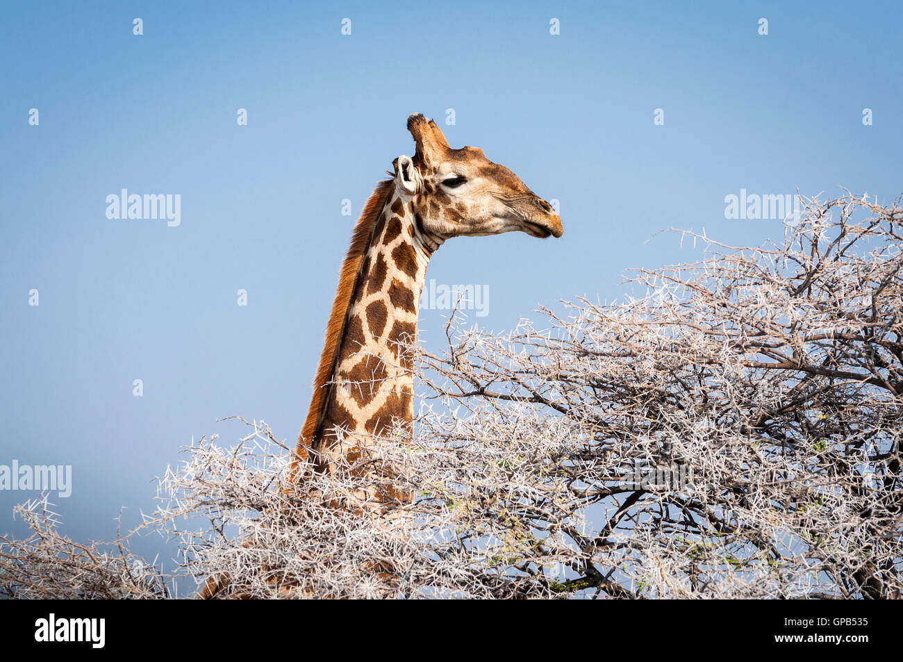Head of a Giraffe eating from a tree in the Etosha National Park in Namibia, Africa; Concept for travel in Africa and Safari Stock Photo