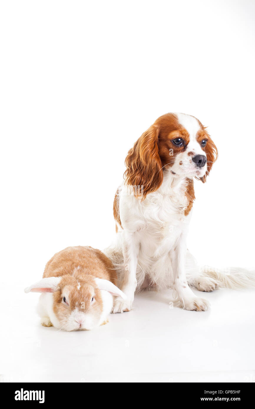 Dog with bunny. Dog with rabbit. King charles and lop are friends ...