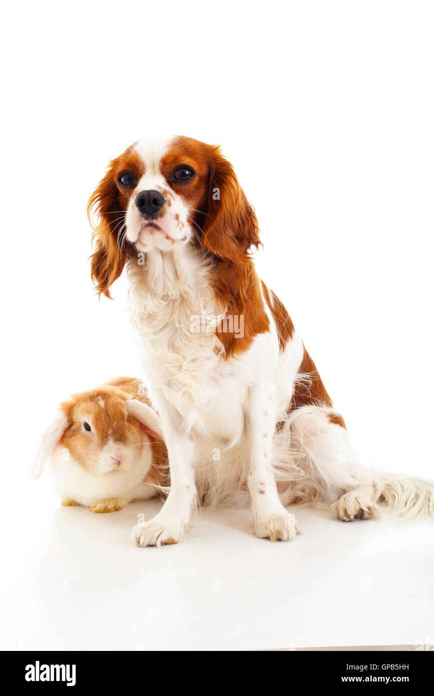 Dog with bunny. Dog with rabbit. King charles and lop are friends ...