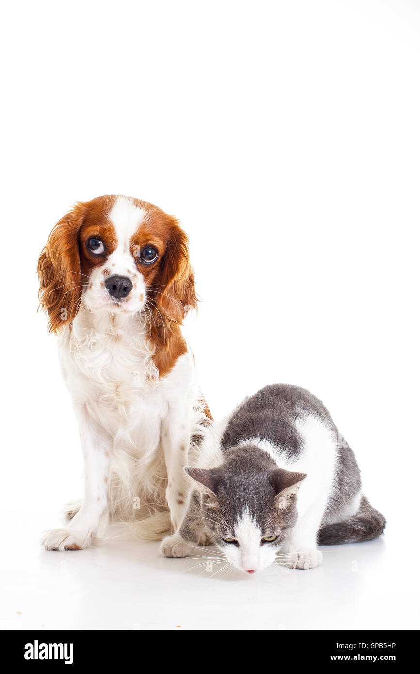 Cavalier king charles spaniel and cats 2025