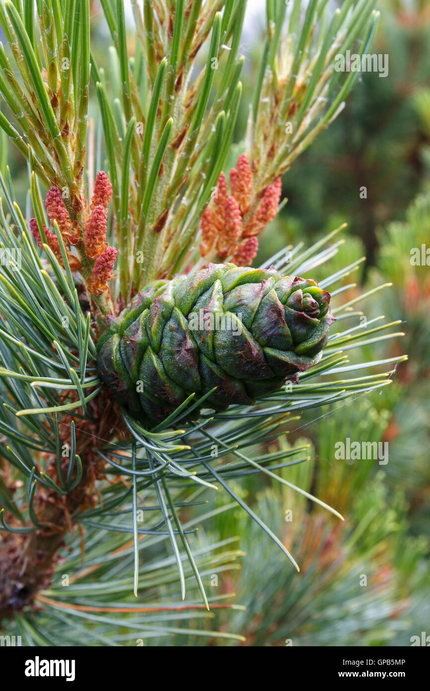 Flora of Kamchatka Peninsula: beautiful branch Pinus Pumila with green cone. Stock Photo
