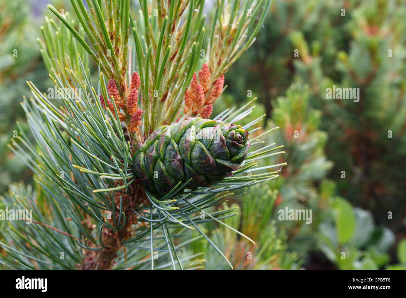 Flora of Kamchatka Region: beautiful branch Pinus Pumila with green cone. Stock Photo