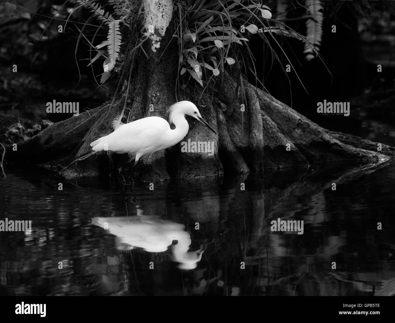 Snowy Egret wanders at the base of a cypress tree in search of dinner making a lovely reflection next to the cypress textures. Stock Photo