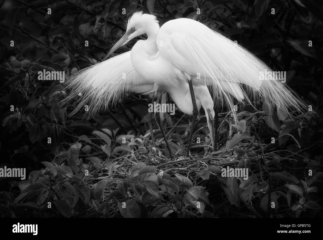 A White Egret mating pair tends their nest with a single first egg. The ornamental plumes they exhibit during the breeding seaso Stock Photo