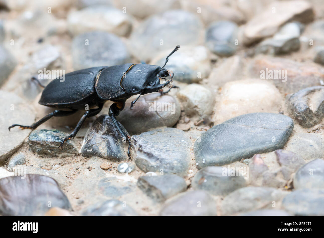 Black bark beetle found on the sidewalk Stock Photo