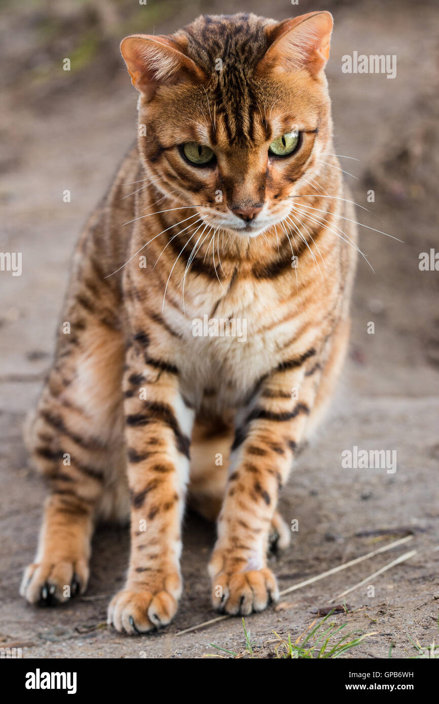 purebred Bengal cat Stock Photo