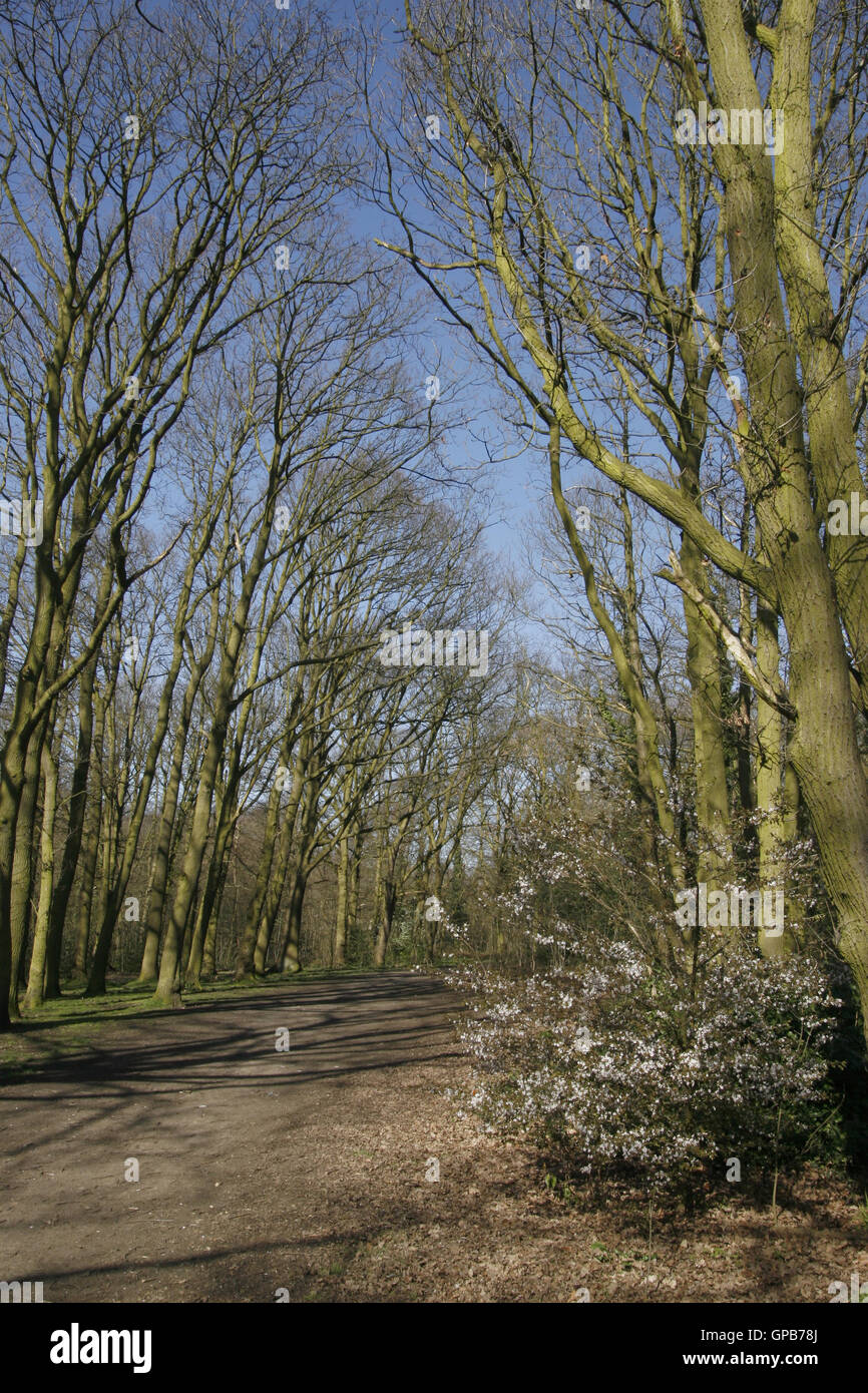 Woods Path Spring Woodland path in spring Stock Photo - Alamy