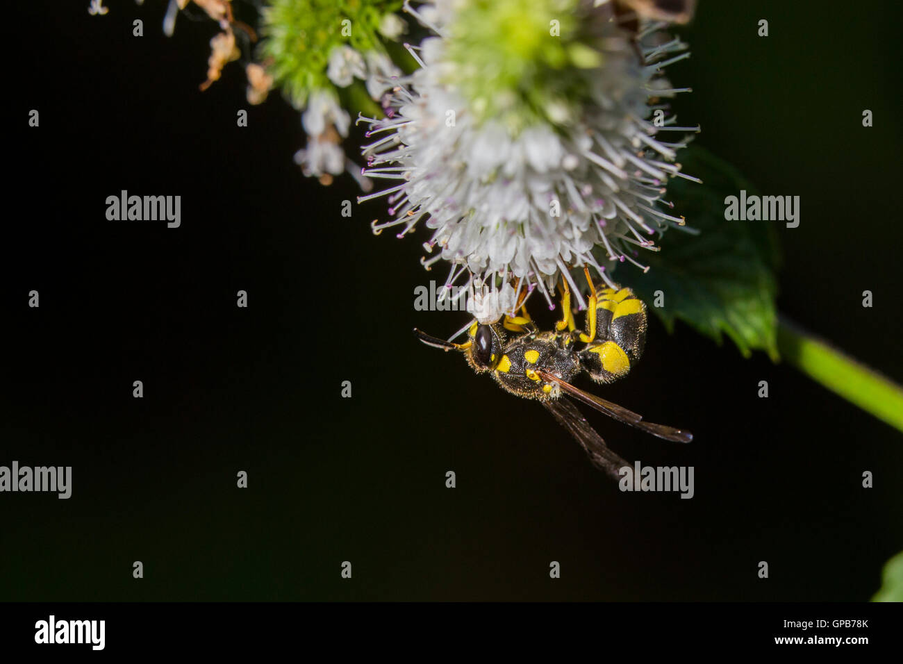 Wasps of the cosmopolitan genus Polistes Stock Photo