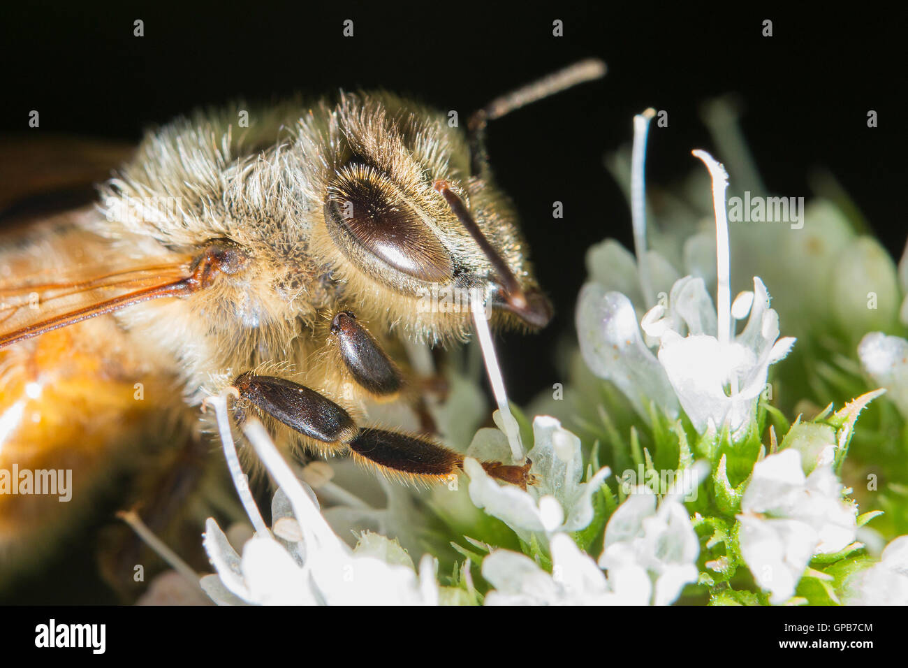 Honey Bee (Apis mellifera) collecting nectar and pollen on Mentha