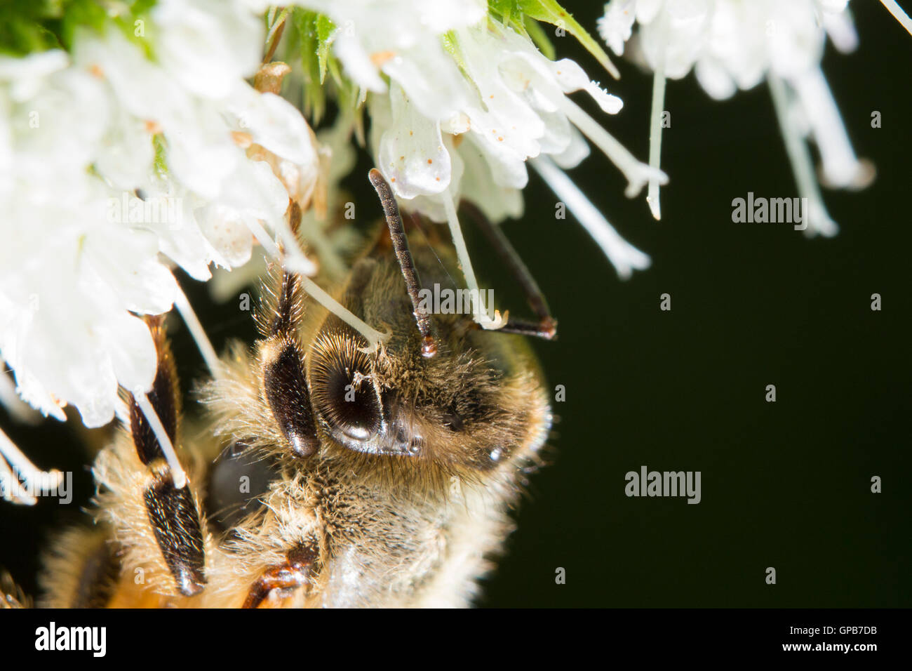 Honey Bee (Apis mellifera) collecting nectar and pollen on Mentha sachalinensis is known by the common name of garden mint Stock Photo
