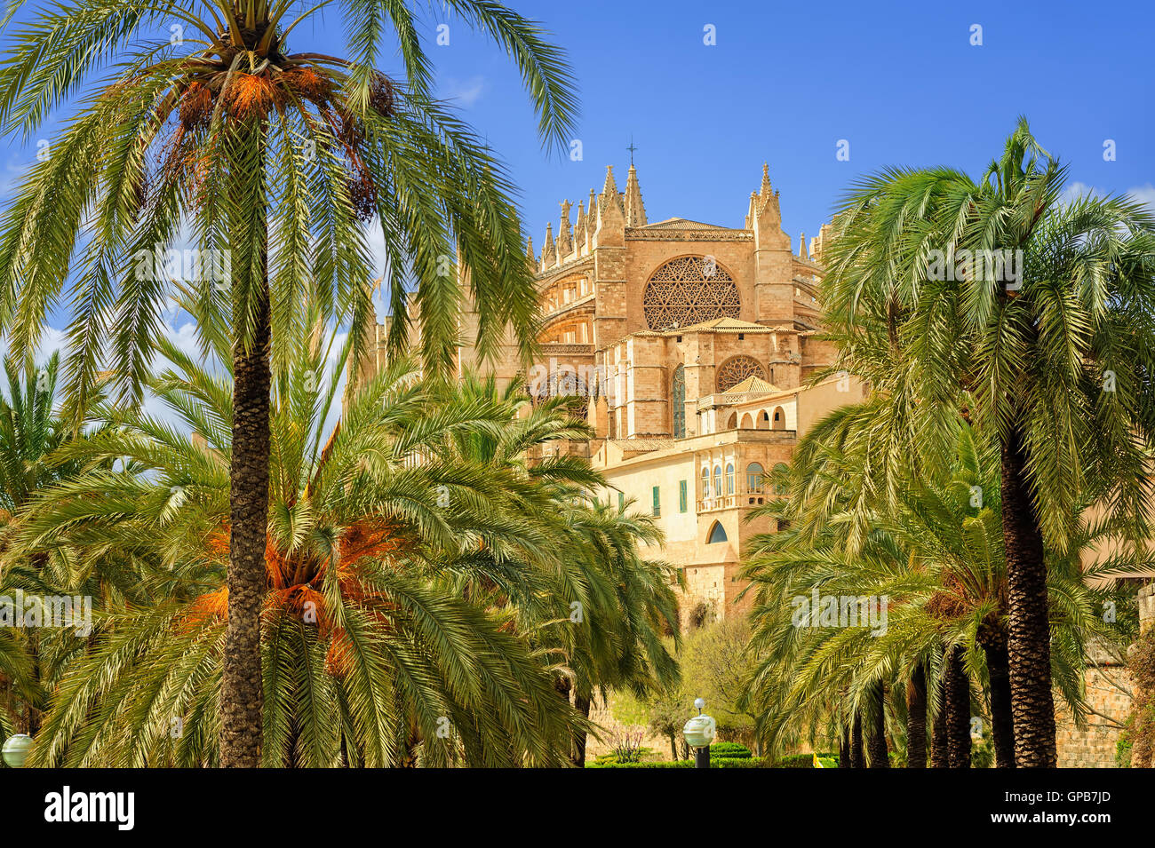 La Seu, the medieval gothic cathedral of Palma de Mallorca, in the palm tree garden, Spain Stock Photo